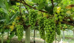 琉璃在线观看葡萄,葡萄的奇幻之旅